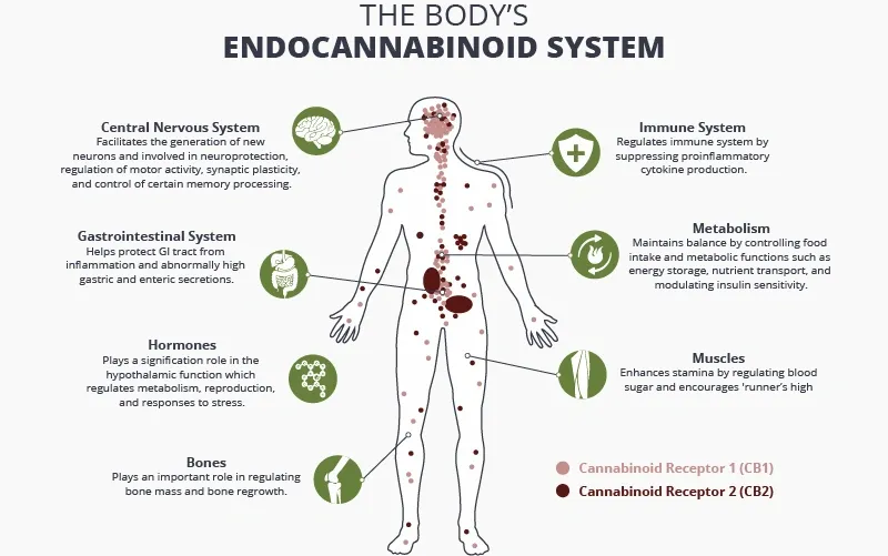 The Endocannabinoid system and how CBD relieves different types of pain